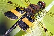 Yellow-striped Flutterer (Rhyothemis phyllis)